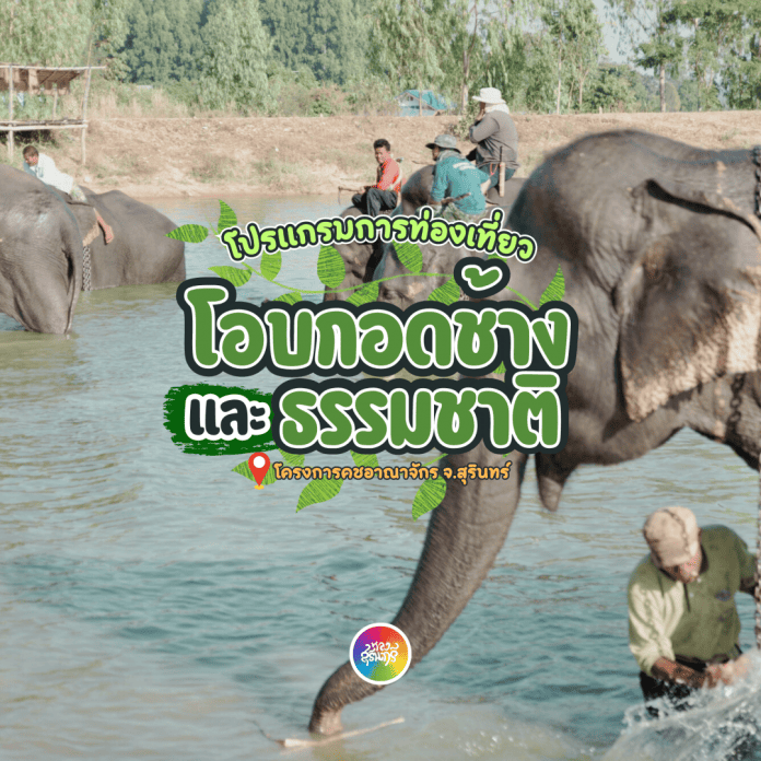 เที่ยวสุรินทร์ เปิดประสบการณ์ท่องเที่ยวรูปแบบใหม่มาโอบกอดช้างและธรรมชาติ