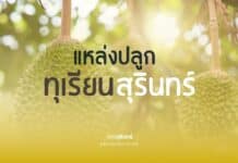 เที่ยวสวนทุเรียนเมืองช้าง สุรินทร์ – อร่อย สดจากต้น บรรยากาศดีที่คุณไม่ควรพลาด!