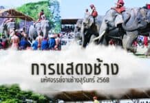 การแสดงช้าง งานช้างสุรินทร์ 2568