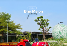 Brio Melon Farm ที่เที่ยวสุรินทร์ ฟาร์มคาเฟ่ เข้าฟรี!