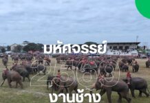 มหัศจรรย์งานช้างสุรินทร์ 2569: ไม่ใช่แค่งานดูช้าง แต่คือการเดินเข้าไปในหัวใจของเมืองสุรินทร์